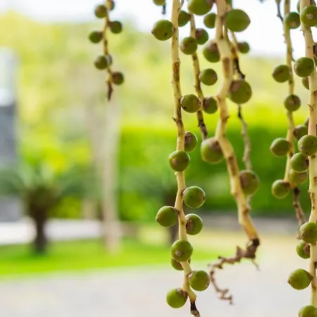 アパート Quinta Do Torcaz オルタ