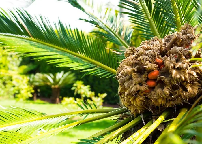 Quinta Do Torcaz Apartamento Horta (Azores)