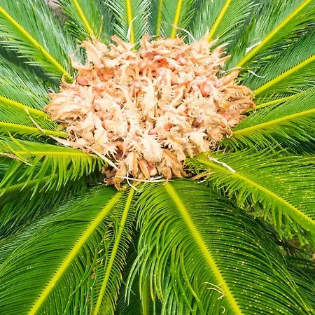 Quinta Do Torcaz * Horta (Azores)