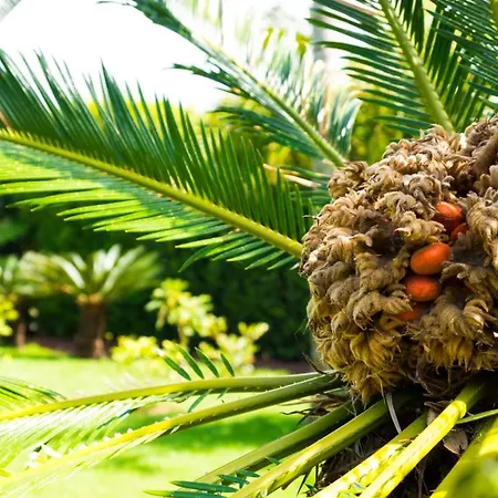 Quinta Do Torcaz Lägenhet Horta (Azores)
