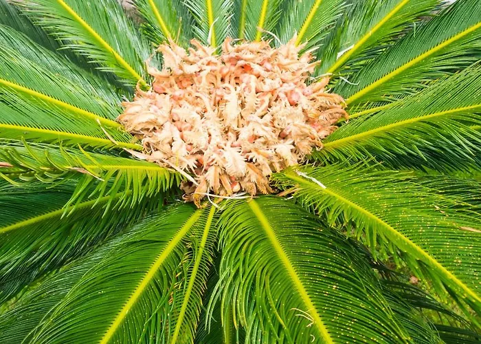 Quinta Do Torcaz * オルタ