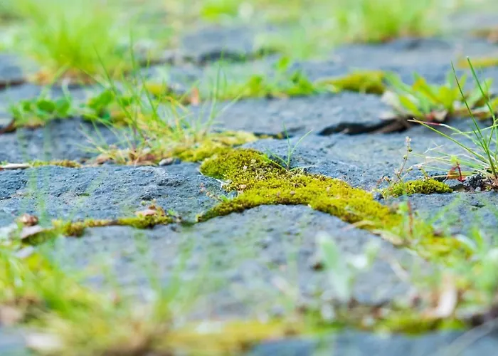 Quinta Do Torcaz オルタ