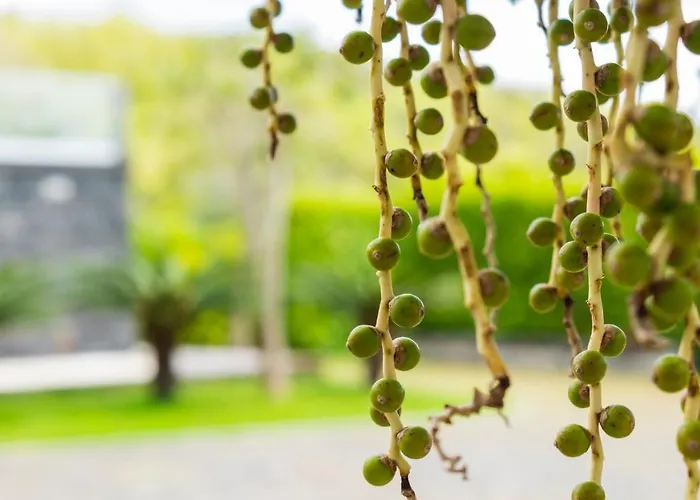 Apartment Quinta Do Torcaz Horta (Azores)